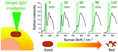 Graphical abstract: Using redox-sensitive mitochondrial cytochrome Raman bands for label-free detection of mitochondrial dysfunction