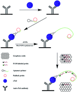 Graphical abstract: Aptamer-based rolling circle amplification coupled with graphene oxide-based fluorescence resonance energy transfer for sensitive detection of cardiac troponin I