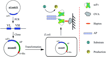 Graphical abstract: Production and characterization of a single-chain variable fragment-alkaline phosphatase fusion protein for glycocholic acid detection in a one-step enzyme-linked immunosorbent assay