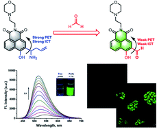 Graphical abstract: A turn-on fluorescent formaldehyde probe regulated by combinational PET and ICT mechanisms for bioimaging applications