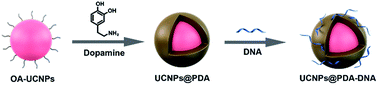 Graphical abstract: A strategy to facilitate the assembly of DNA and upconversion nanoparticles for biosensor construction