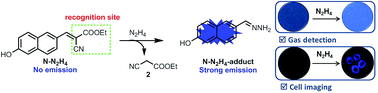 Graphical abstract: An ethyl cyanoacetate based turn-on fluorescent probe for hydrazine and its bio-imaging and environmental applications