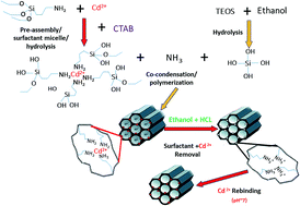 Graphical abstract: An ion imprinted amino-functionalized mesoporous sorbent for the selective minicolumn preconcentration of cadmium ions and determination by GFAAS