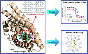 Graphical abstract: Homogeneous assay for zearalenone analogues and their docking studies with apo-/holo-estrogen receptors