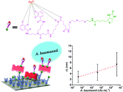 Graphical abstract: Whole-cell biosensing by siderophore-based molecular recognition and localized surface plasmon resonance