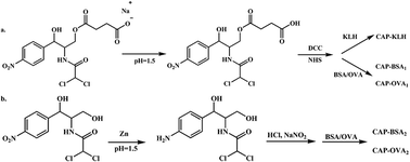 Graphical abstract: Development of a monoclonal antibody based-ELISA for the detection of chloramphenicol in shrimp, feed and milk samples and validation by LC-MS/MS coupled with immunoaffinity clean-up