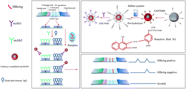 Graphical abstract: A sensitive and quantitative immunochromatographic assay for HBsAg based on novel red silica nanoparticles