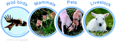 Graphical abstract: A rapid multi-class, multi-residue UHPLC-MS/MS method for the simultaneous determination of anticoagulant rodenticides, pesticides and veterinary medicines in wild animals, pets and livestock