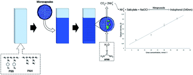 Graphical abstract: Determination of urea concentration using urease-containing polyelectrolyte microcapsules