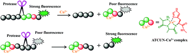 Graphical abstract: Single-labeled peptide substrates for detection of protease activity based on the inherent fluorescence quenching ability of Cu2+