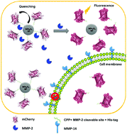 Graphical abstract: MMP-2-responsive fluorescent nanoprobes for enhanced selectivity of tumor cell uptake and imaging