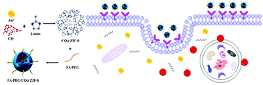 Graphical abstract: FA-PEG decorated MOF nanoparticles as a targeted drug delivery system for controlled release of an autophagy inhibitor