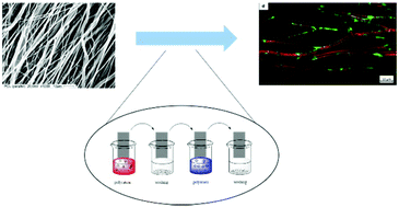 Graphical abstract: Layer-by-layer deposition of chitosan nanoparticles as drug-release coatings for PCL nanofibers