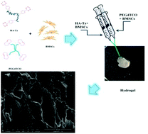 Graphical abstract: Fast-forming BMSC-encapsulating hydrogels through bioorthogonal reaction for osteogenic differentiation