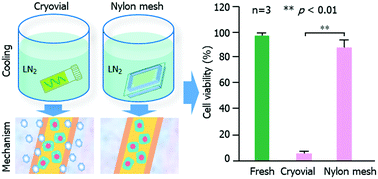 Graphical abstract: Vitrification of stem cell-laden core–shell microfibers with unusually low concentrations of cryoprotective agents