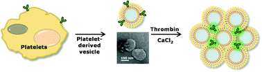 Graphical abstract: Platelet-derived nanovesicles for hemostasis without release of pro-inflammatory cytokines