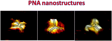 Graphical abstract: Construction of tunable peptide nucleic acid junctions