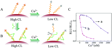 Graphical abstract: Dual signal amplification strategy for high-sensitivity detection of copper species in bio-samples with a tunable dynamic range
