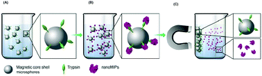 Graphical abstract: Dispersive solid-phase imprinting of proteins for the production of plastic antibodies