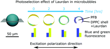 Graphical abstract: Dynamics of the phospholipid shell of microbubbles: a fluorescence photoselection and spectral phasor approach
