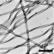 Graphical abstract: Structure, function and antagonism of semen amyloids