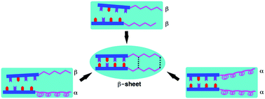 Graphical abstract: Effective formation of stable and versatile double-stranded β-sheets templated by a hydrogen-bonded duplex