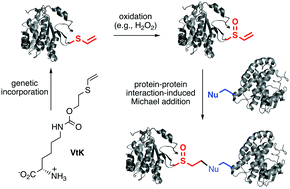 Graphical abstract: Oxidation-induced generation of a mild electrophile for proximity-enhanced protein–protein crosslinking