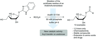 Graphical abstract: Diversion of a thioglycoligase for the synthesis of 1-O-acyl arabinofuranoses