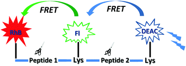 Graphical abstract: A novel three-fluorophore system as a ratiometric sensor for multiple protease detection