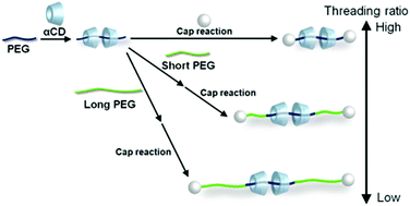 Graphical abstract: Control of the threading ratio of cyclic molecules in polyrotaxanes consisting of poly(ethylene glycol) and α-cyclodextrins