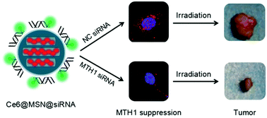 Graphical abstract: An MTH1-targeted nanosystem for enhanced PDT via improving cellular sensitivity to reactive oxygen species