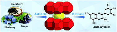 Graphical abstract: An anionic sod-type terbium-MOF with extra-large cavities for effective anthocyanin extraction and methyl viologen detection