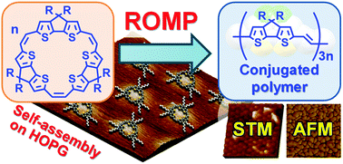 Graphical abstract: Self-assembly and ring-opening metathesis polymerization of cyclic conjugated molecules on highly ordered pyrolytic graphite