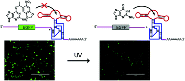 Graphical abstract: Optochemical control of gene expression by photocaged guanine and riboswitches