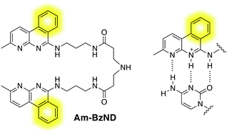 Graphical abstract: Bicyclic and tricyclic C–C mismatch-binding ligands bind to CCG trinucleotide repeat DNAs