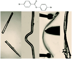 Graphical abstract: Trimorphs of 4-bromophenyl 4-bromobenzoate. Elastic, brittle, plastic