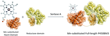 Graphical abstract: Reconstitution of full-length P450BM3 with an artificial metal complex by utilising the transpeptidase Sortase A