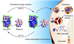 Graphical abstract: Charge designable and tunable GFP as a target pH-responsive carrier for intracellular functional protein delivery and tracing