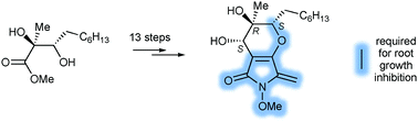 Graphical abstract: Phyllostictine A: total synthesis, structural verification and determination of substructure responsible for plant growth inhibition