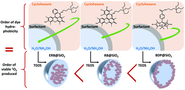 Graphical abstract: Assessment of encapsulated dyes’ distribution in silica nanoparticles and their ability to release useful singlet oxygen