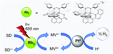 Graphical abstract: Photocatalytic H2 production by dirhodium(ii,ii) photosensitizers with red light