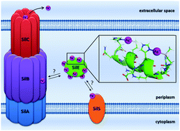 Graphical abstract: Alpha-helical folding of SilE models upon Ag(His)(Met) motif formation