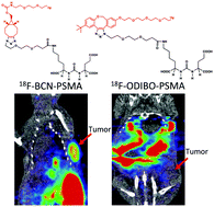 Graphical abstract: The efficiency of 18F labelling of a prostate specific membrane antigen ligand via strain-promoted azide–alkyne reaction: reaction speed versus hydrophilicity