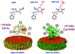 Graphical abstract: Effect of polymer charge on functional reconstitution of membrane proteins in polymer nanodiscs