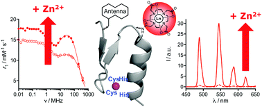 Graphical abstract: MRI and luminescence detection of Zn2+ with a lanthanide complex–zinc finger peptide conjugate