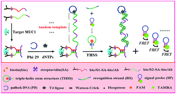 Graphical abstract: Protein-responsive rolling circle amplification as a tandem template to drive amplified transduction of fluorescence signal probes for highly sensitive immunoassay