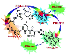 Graphical abstract: A relay FRET event in a designed trichromophoric pentapeptide containing an o-,m-aromatic-amino acid scaffold