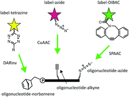 Graphical abstract: Site-specific one-pot triple click labeling for DNA and RNA