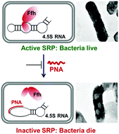 Graphical abstract: Peptide nucleic acid mediated inhibition of the bacterial signal recognition particle