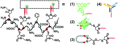 Graphical abstract: Encoding function into polypeptide-oligonucleotide precision biopolymers